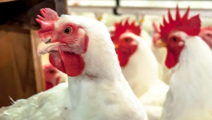 Brasil confirma primeiro surto de gripe aviária em granja comercial no RS