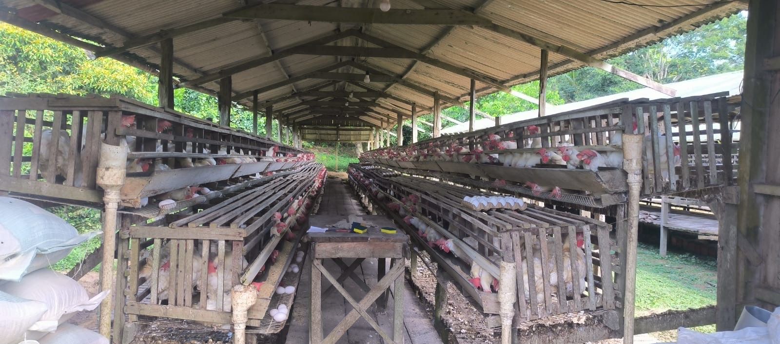 Ipaam notifica seis granjas na região metropolitana de Manaus para regularização ambiental