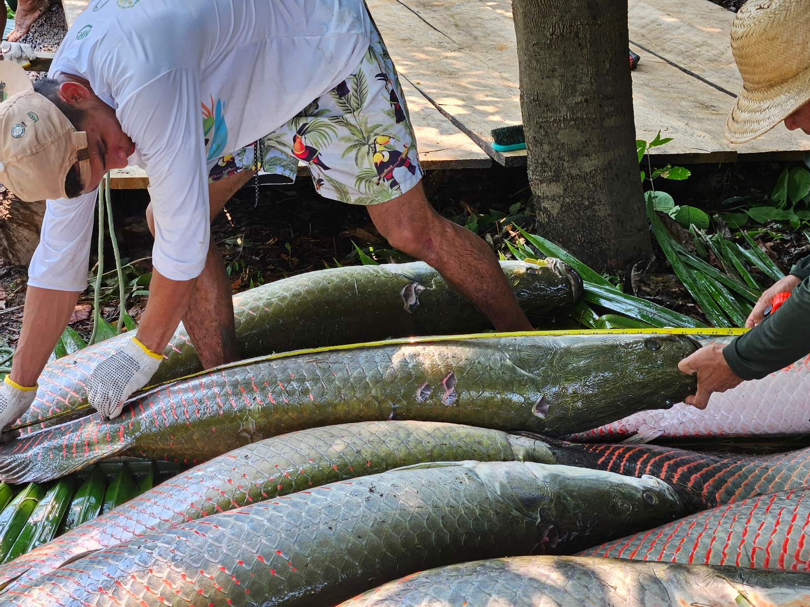 Ibama avança na regulamentação do Programa Arapaima para proteger o pirarucu no Amazonas