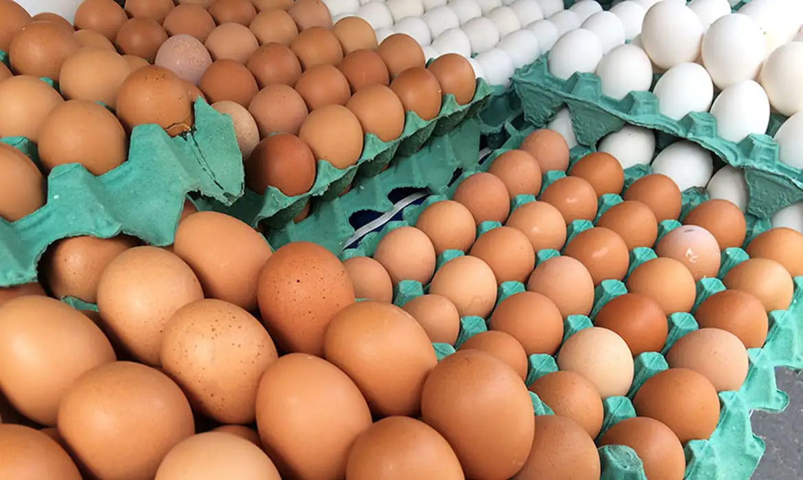 Gripe Aviária: Governo rastreia ovos de granja e adota medidas preventivas