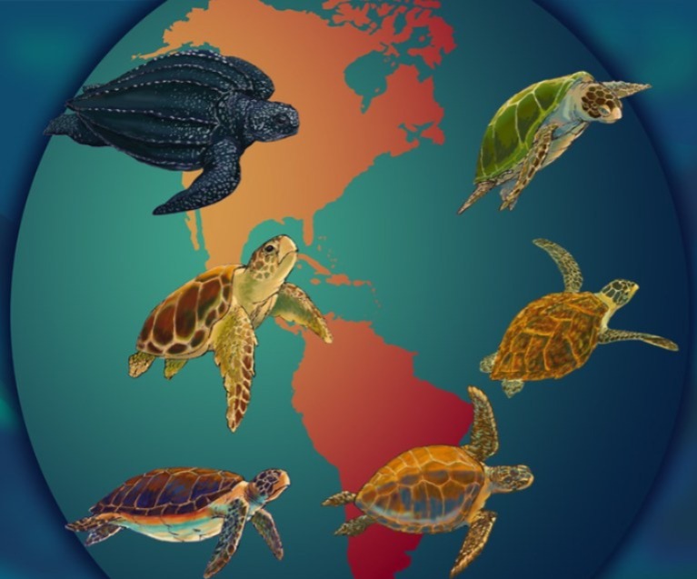 Países das Américas e Caribe se unem para proteger as tartarugas marinhas