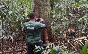 Defeso florestal Amazonas 2026 proíbe corte de madeira no período chuvoso