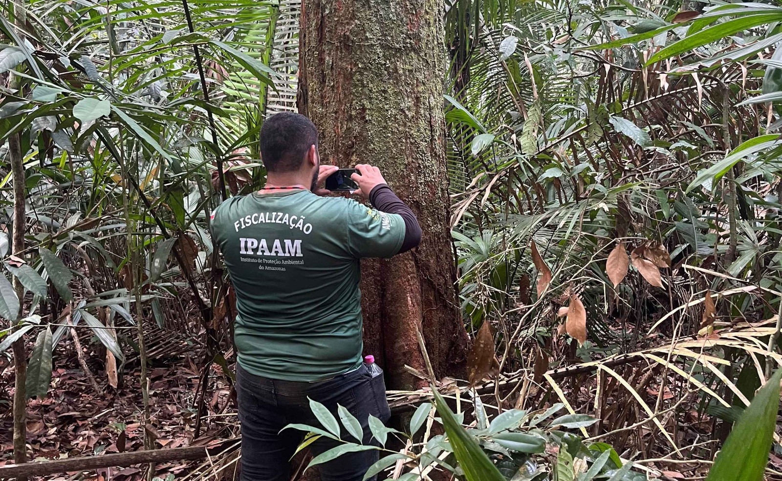 Defeso florestal Amazonas 2026 proíbe corte de madeira no período chuvoso
