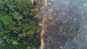 Vista aérea mostra área queimada em região das terras indígenas mais desmatadas no Amazonas perto de Apuí