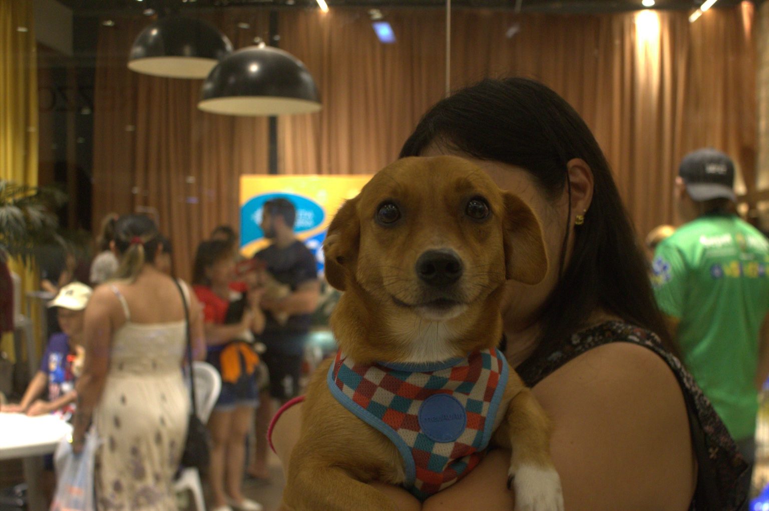 castração gratuita